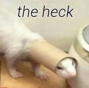 Meet your Posher, Morgan mae